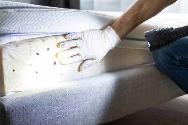 Wasp Removal Services in Tappahannock, VA